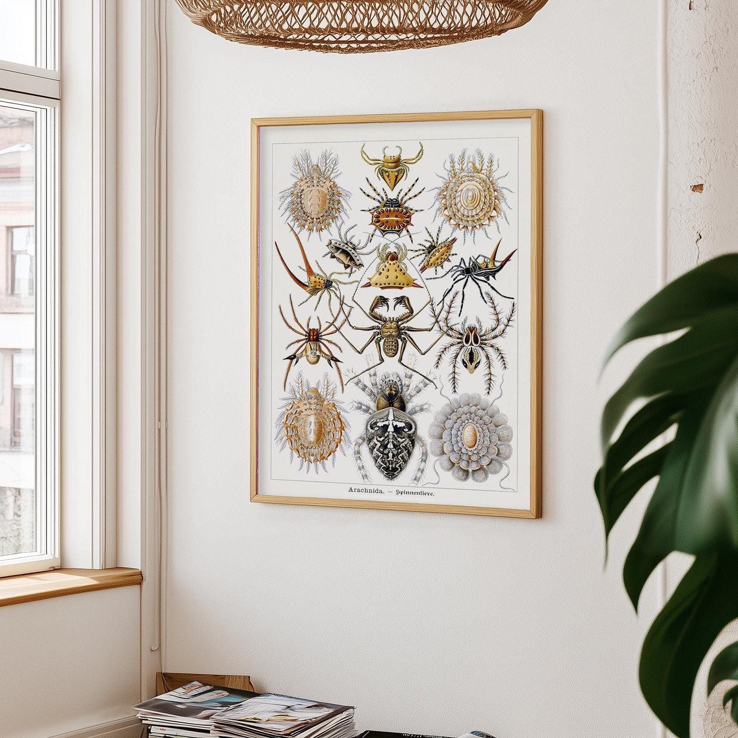 Spinnenposter – Vintage-Naturillustration von Spinnen im Detail