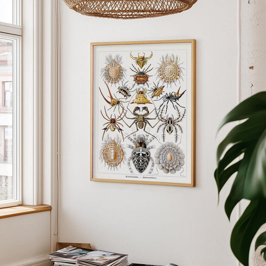 Spider Poster – Vintage nature illustration of Spiders in Detail