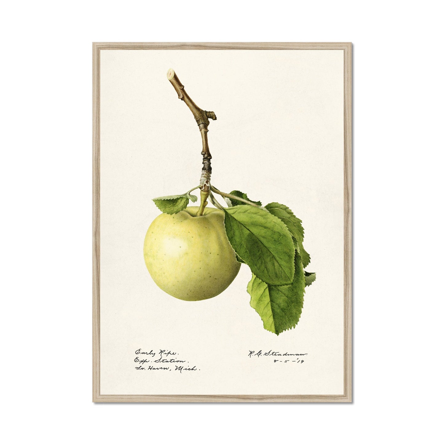 Green Apple Poster – Watercolor Fruit Illustration