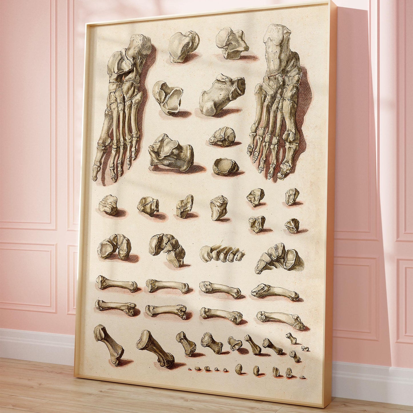 Orthopädisches Fußposter – Medizinischer Anatomiedruck