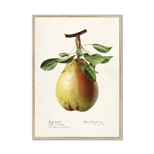 Peren Illustratie 1887 – Vintage Fruitkunstprint
