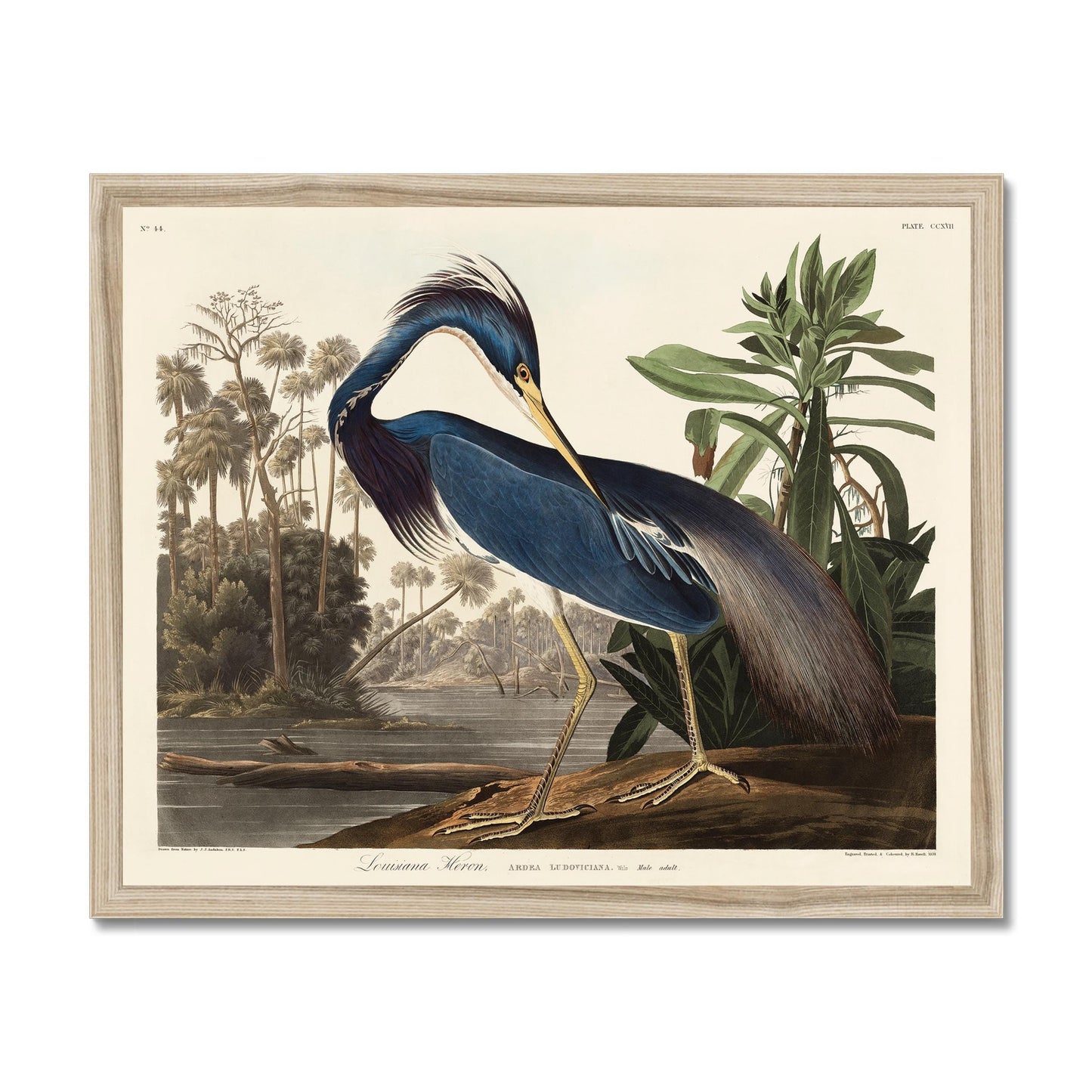 Vogelposter Blaureiher Birds of America