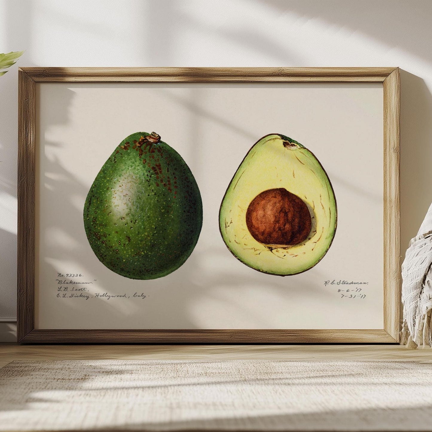 Avocado poster – Vintage Botanische Kunstprint