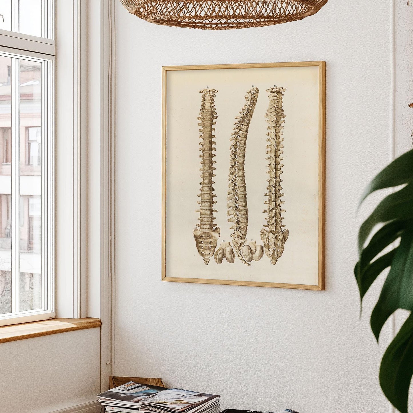 Wirbelsäulenposter, Anatomieposter