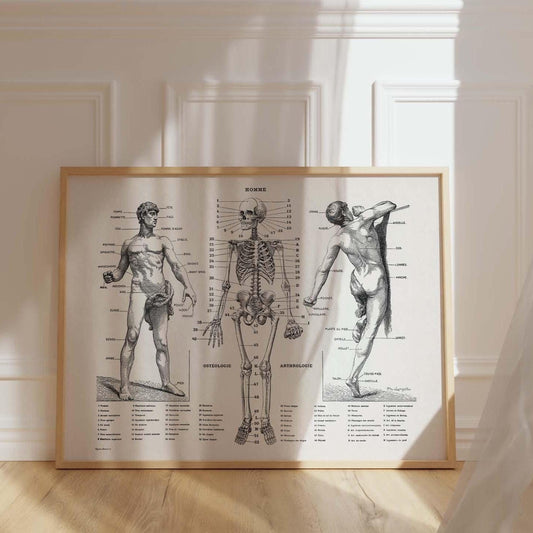 Anatomieposter – Vintage Menselijk Lichaam print