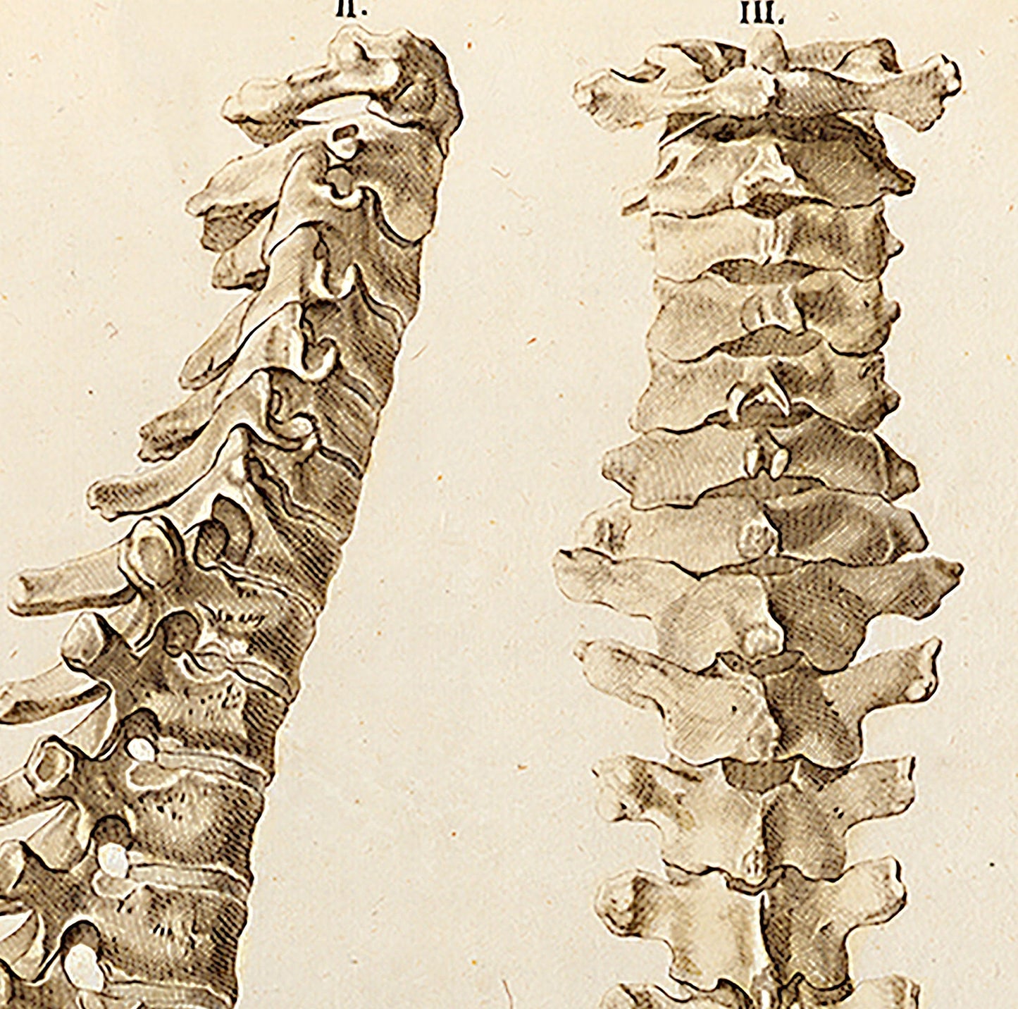 Wirbelsäulenposter, Anatomieposter
