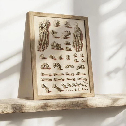 Orthopedic Foot Poster – Medical Anatomy Print