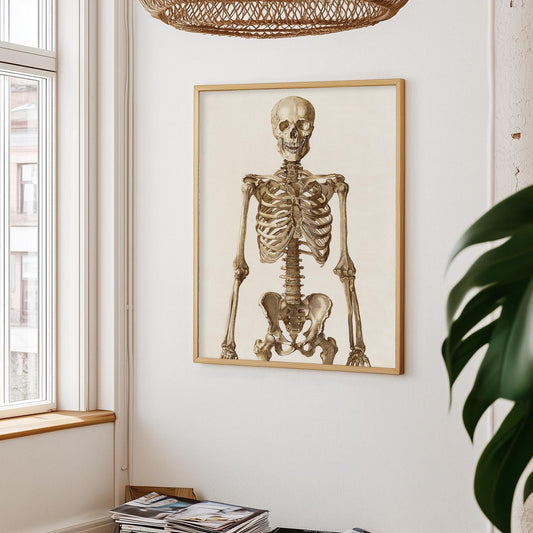 Vintage Skeletposter – Anatomische Kunst in Retrostijl