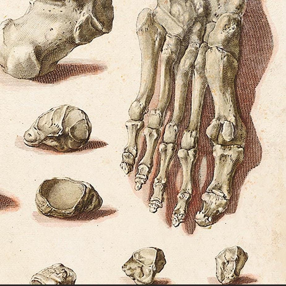Orthopädisches Fußposter – Medizinischer Anatomiedruck