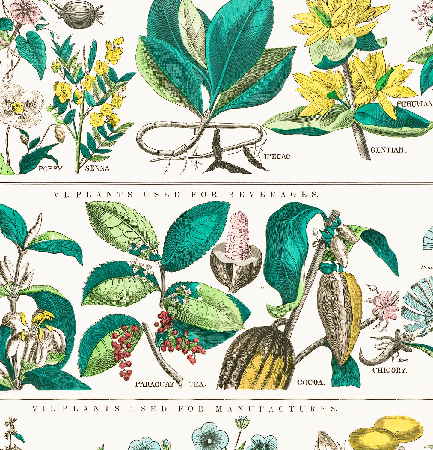 Botanical poster – Herbs and medicinal plants (1890)