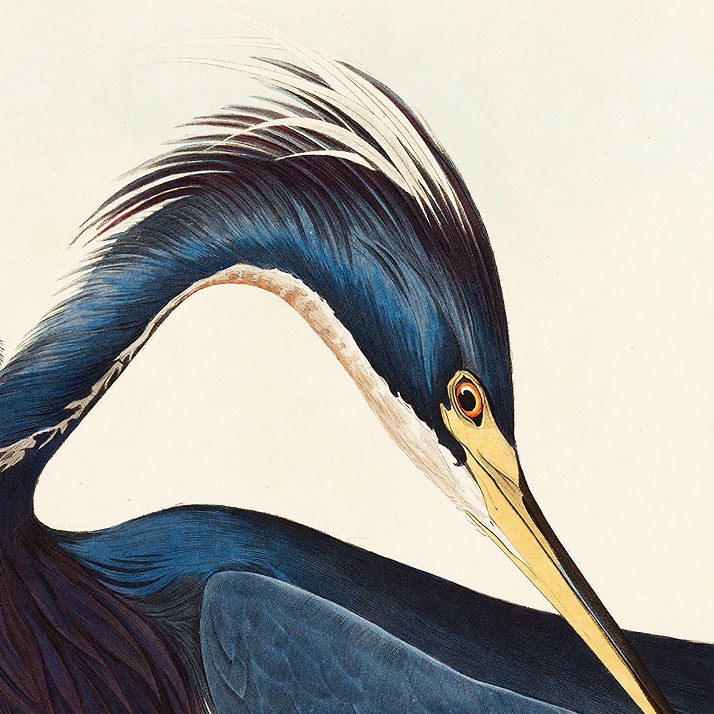 Vogelposter Blaureiher Birds of America