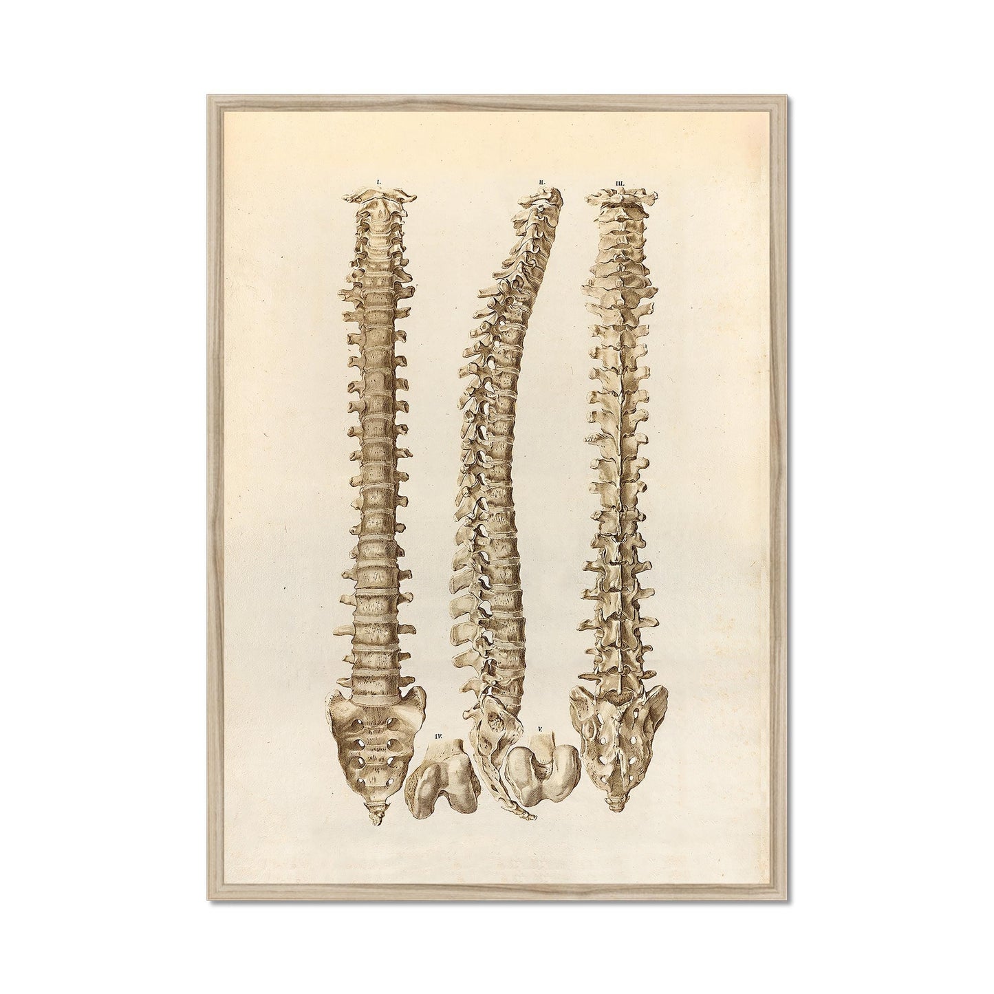 Wirbelsäulenposter, Anatomieposter