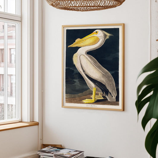 Pelican Poster – Birds of America Bird illustration America