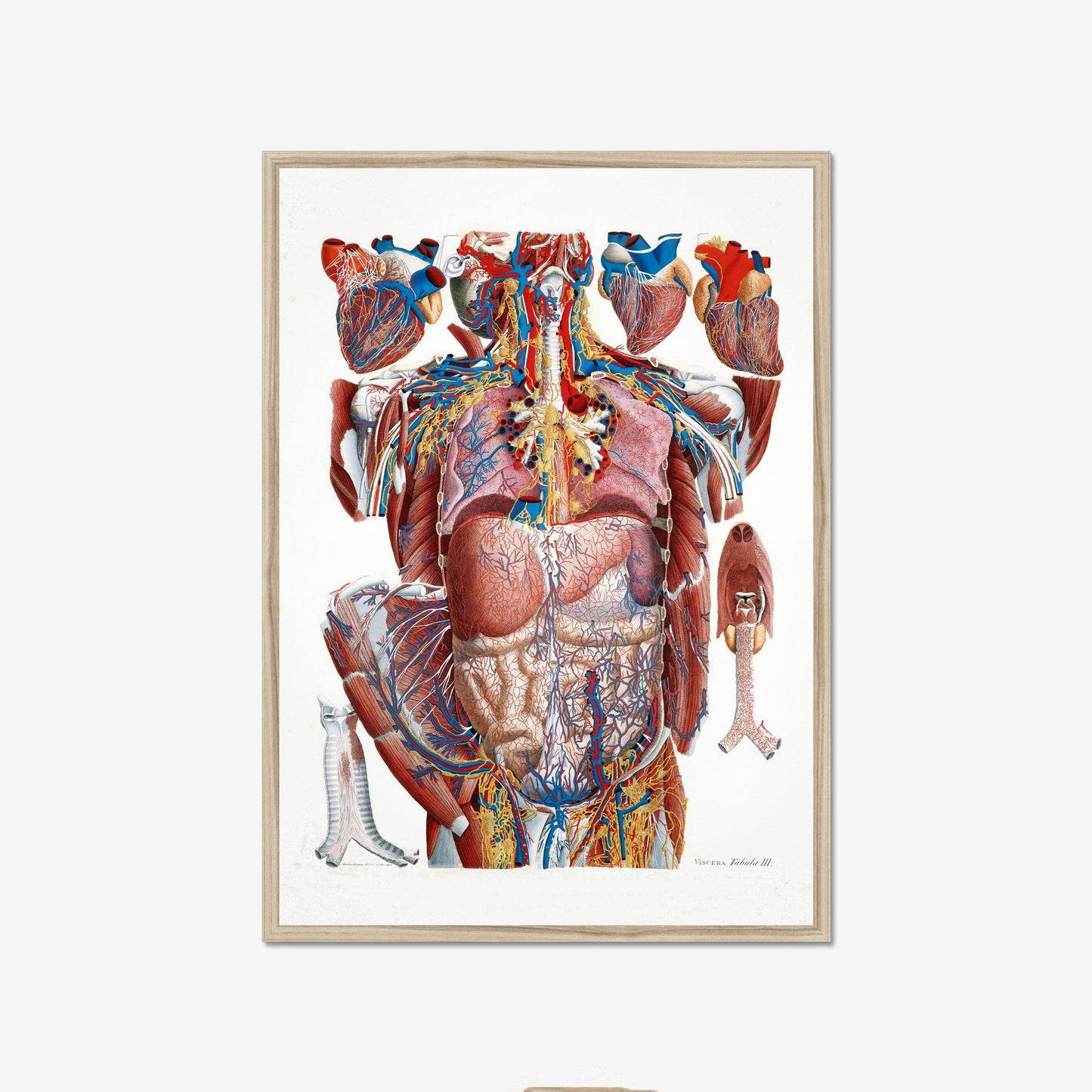 Thorax poster, anatomical print