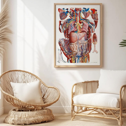 Thorax poster, anatomical print
