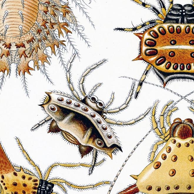 Spinnenposter – Vintage-Naturillustration von Spinnen im Detail