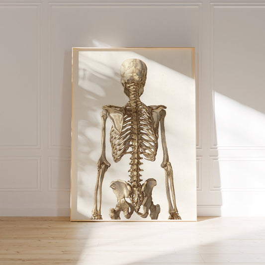 Skeleton Anatomy Poster – Vintage Medical Print