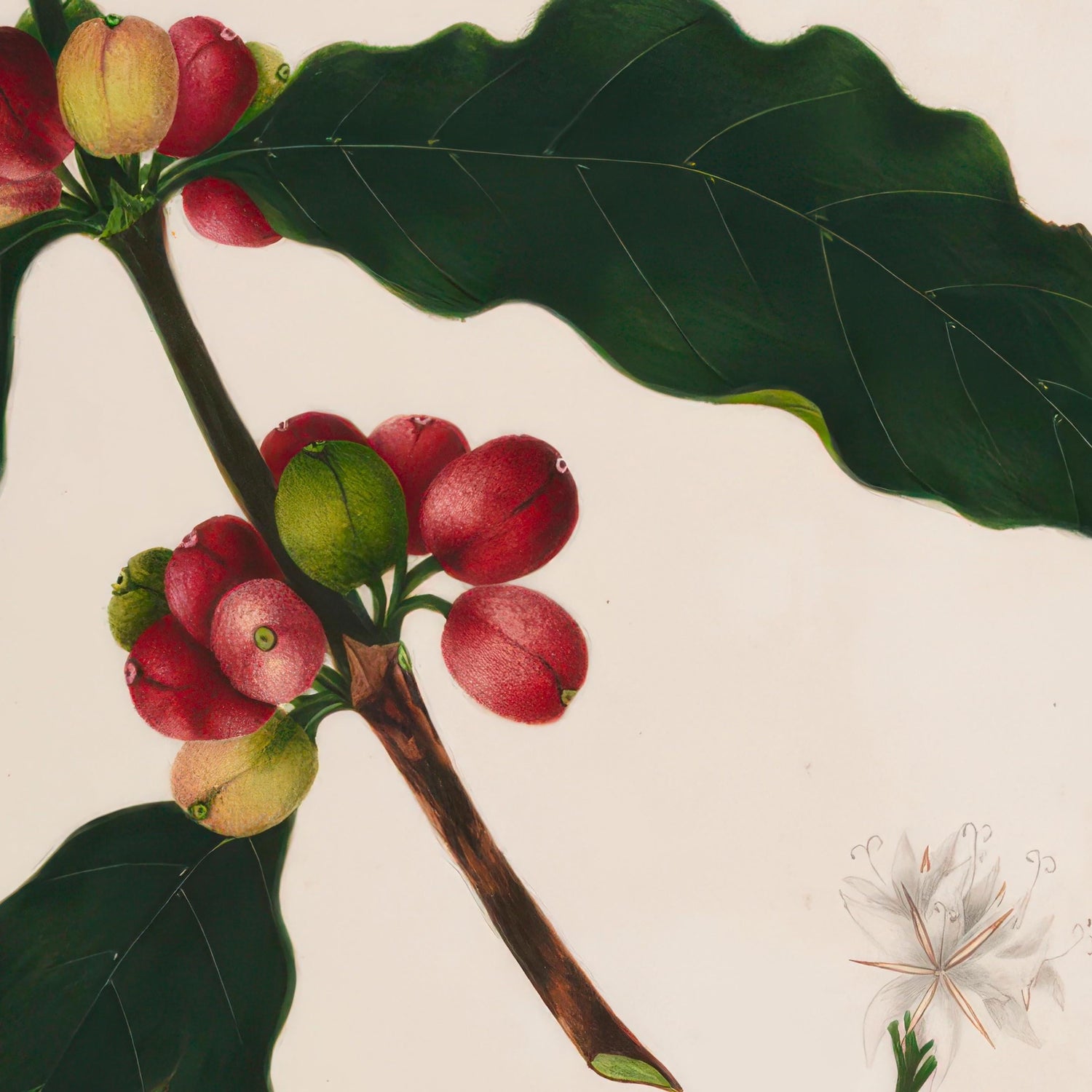 Botanische posters