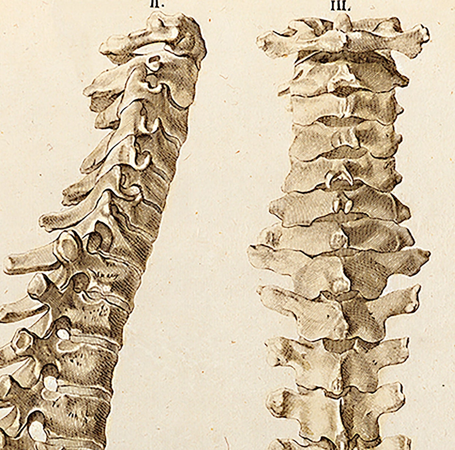 Anatomie