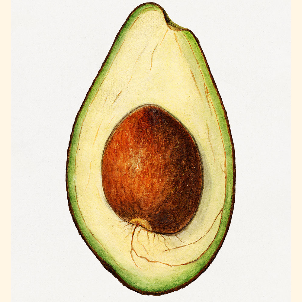 Avocado Posters