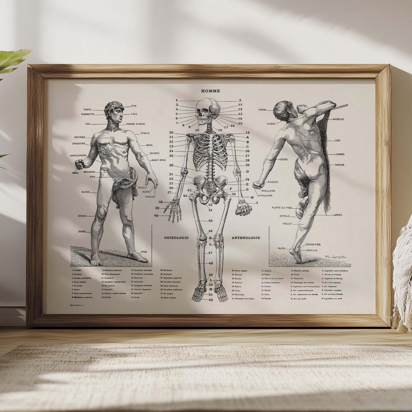 Anatomieposter – Vintage Menselijk Lichaam print