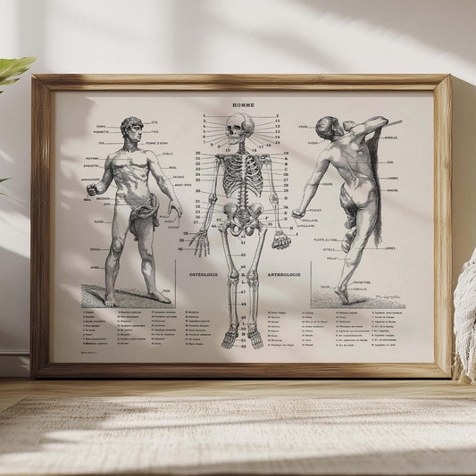 Anatomie-Poster – Vintage-Druck des menschlichen Körpers