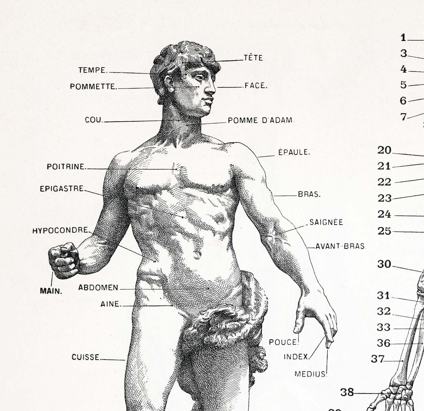 Anatomieposter – Vintage Menselijk Lichaam print