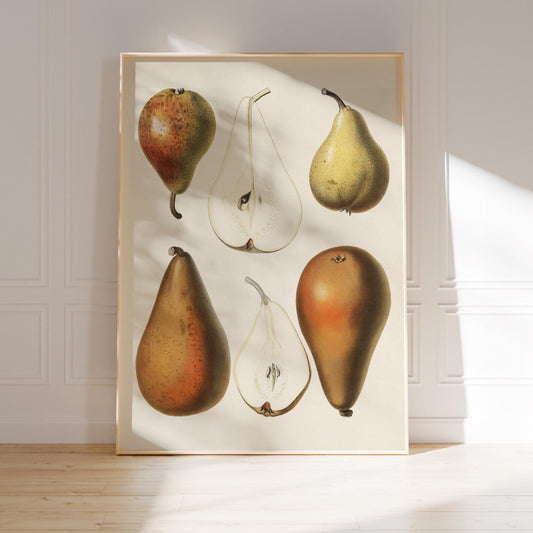 Pear Poster – Botanical Vintage Illustration