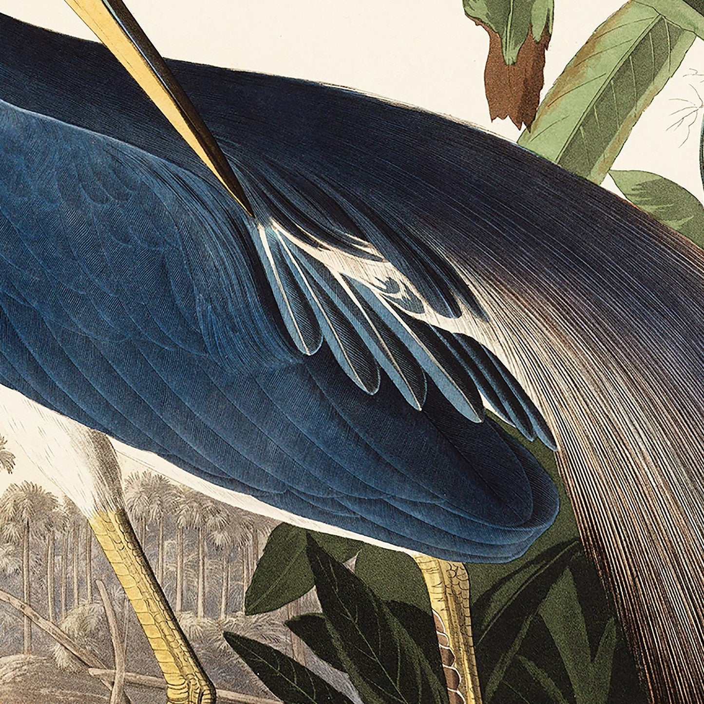 Vogelposter Blaureiher Birds of America