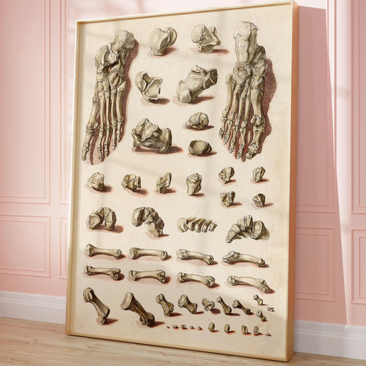 Orthopedic Foot Poster – Medical Anatomy Print