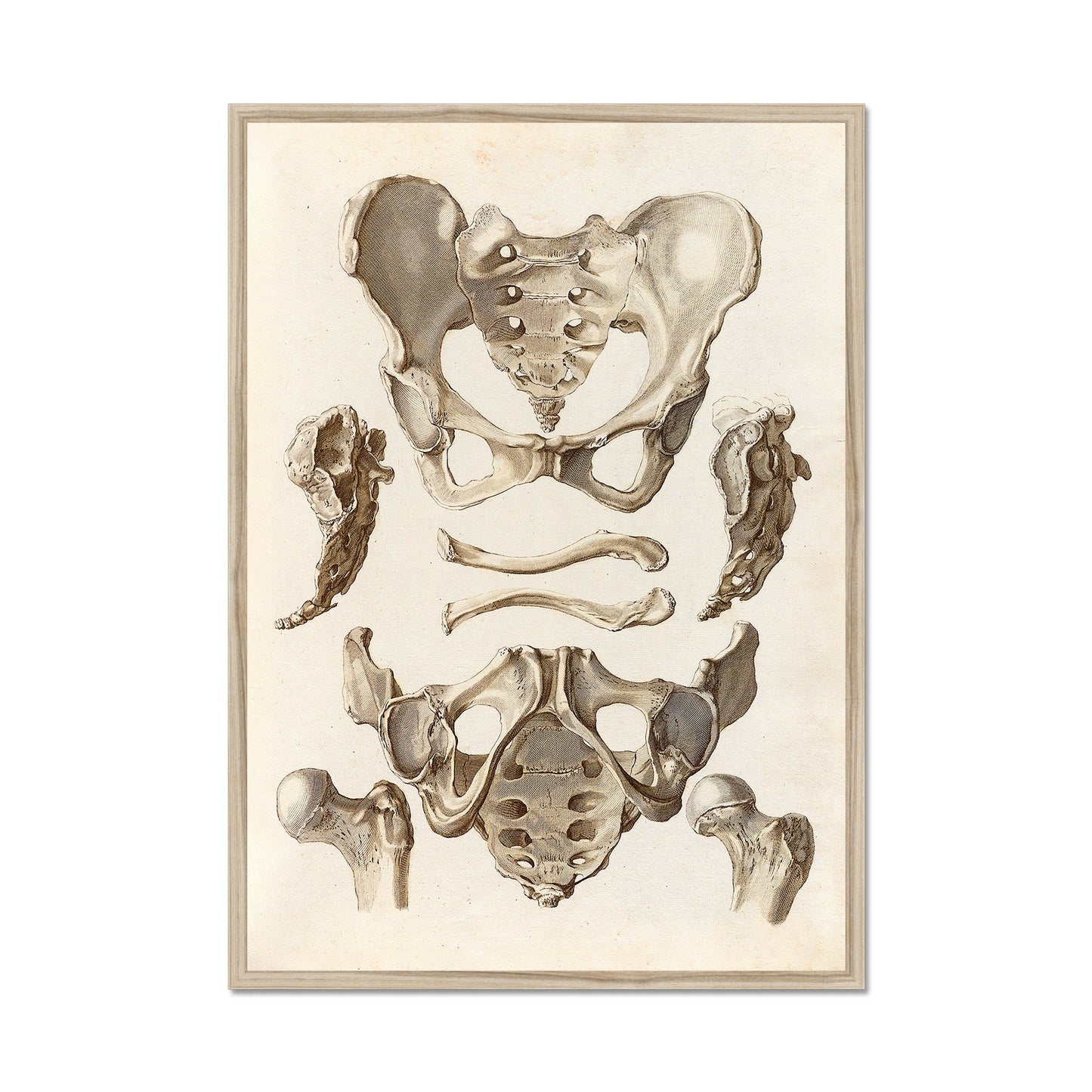 Bekken Anatomieposter – Orthopedische Illustratie