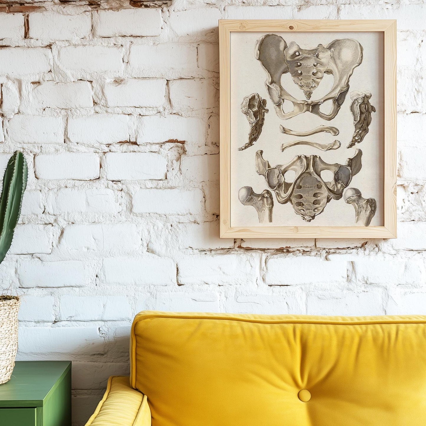 Bekken Anatomieposter – Orthopedische Illustratie
