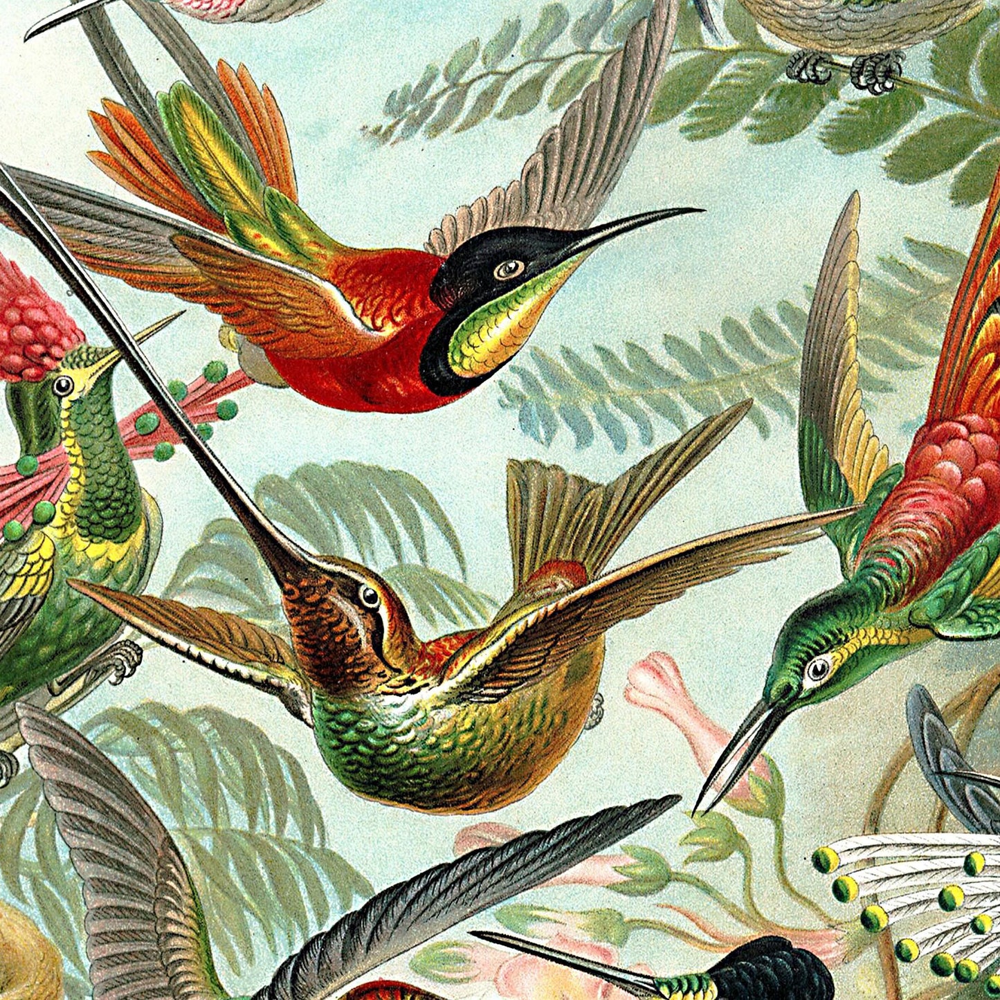 Kolibri-Plakat – Ernst Haeckel, 1904, Vintage-Naturillustration