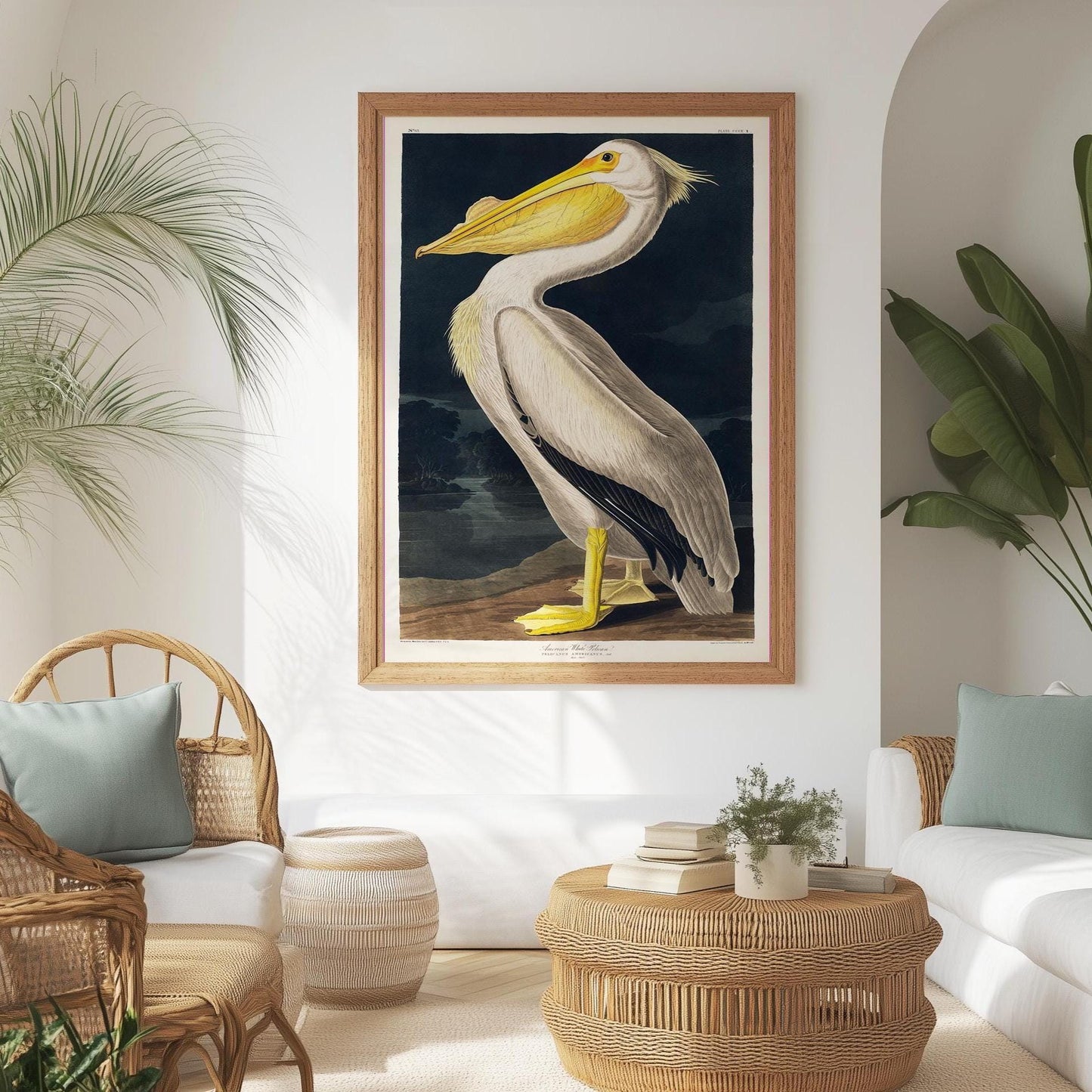 Pelikan Poster – Vögel von Amerika Vogel Illustration Amerika