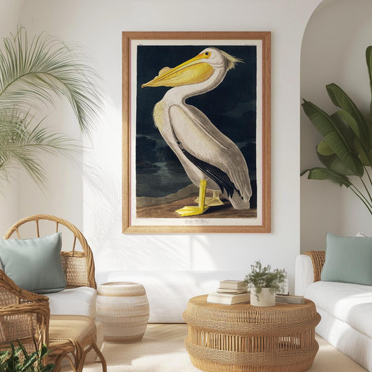 Pelican Poster – Birds of America Bird illustration America