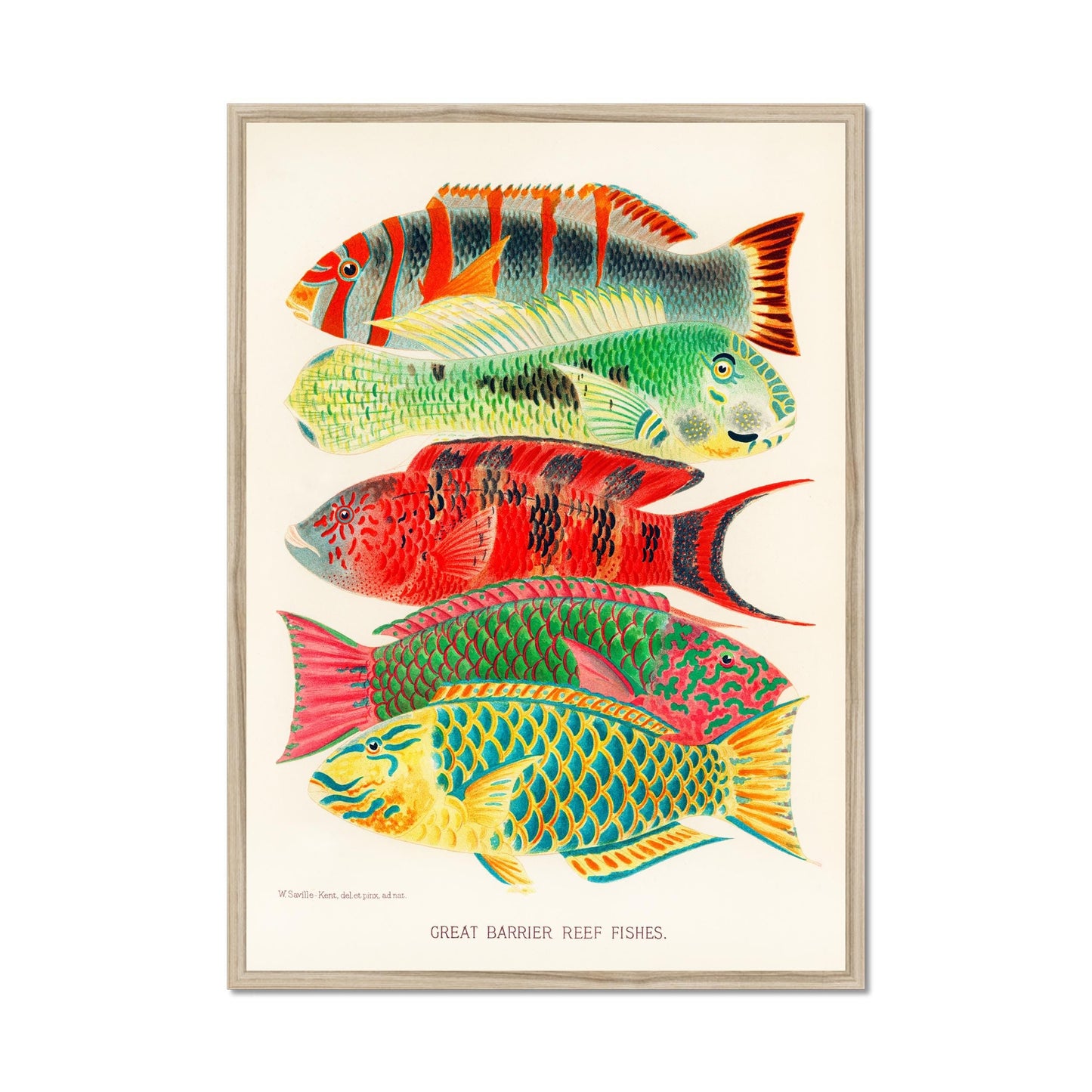 Tropische Fische – Great Barrier Reef, Illustration William Saville-Kent, 1893