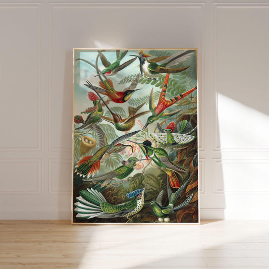 Hummingbird poster – Ernst Haeckel, 1904, vintage nature illustration