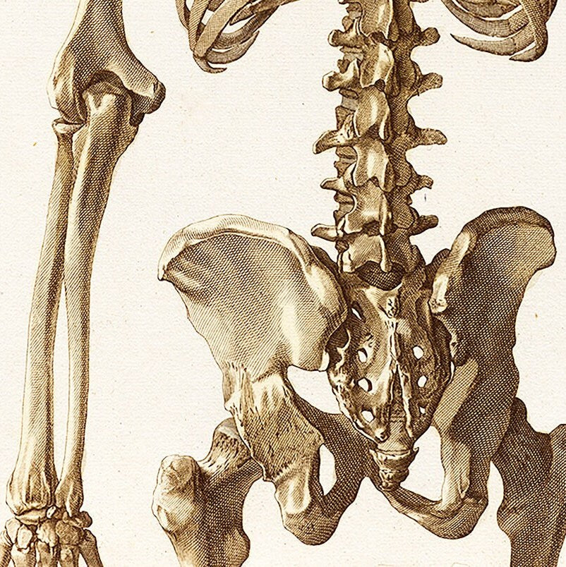 Skelett-Anatomie-Poster – Vintage-Medizindruck