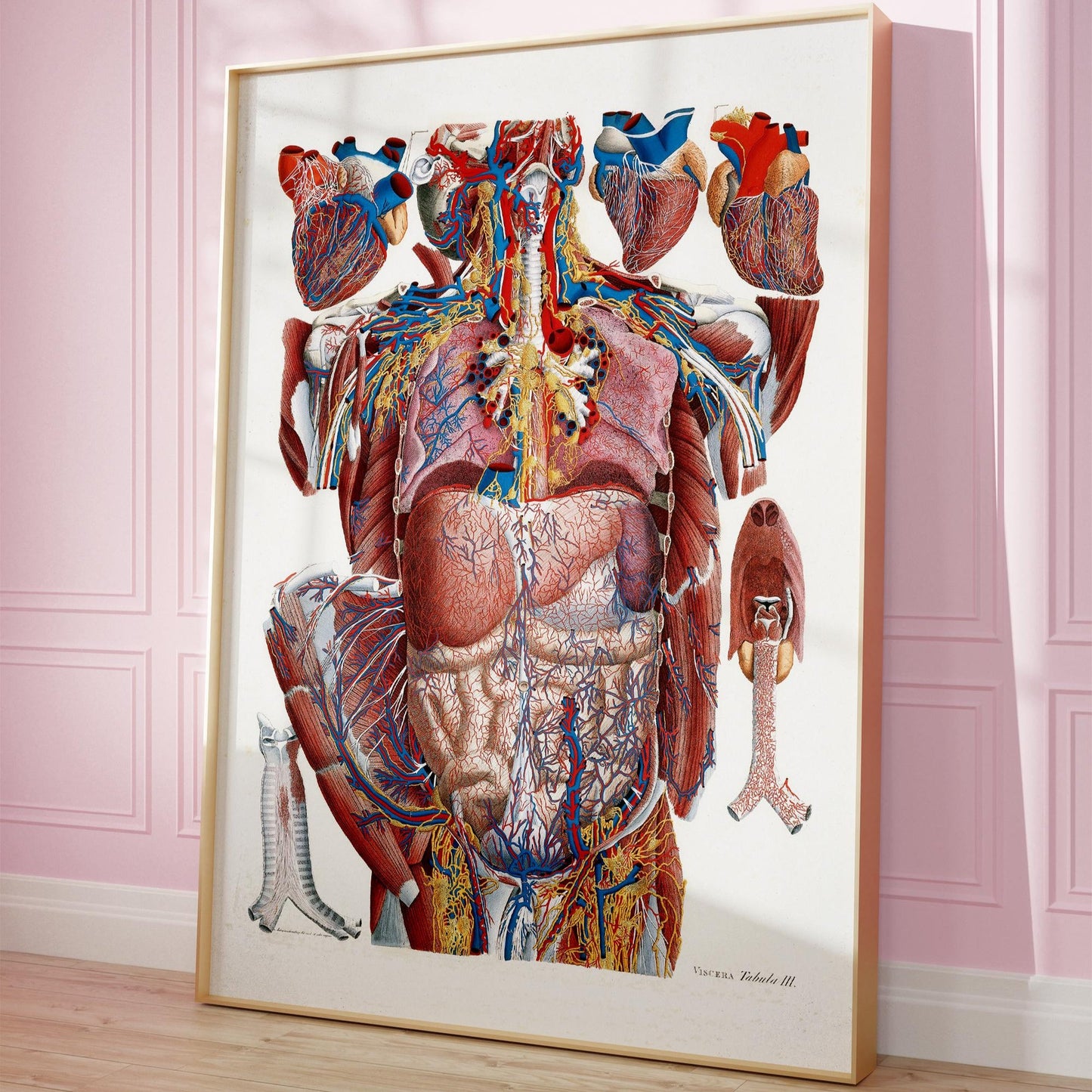 Thorax poster, anatomical print