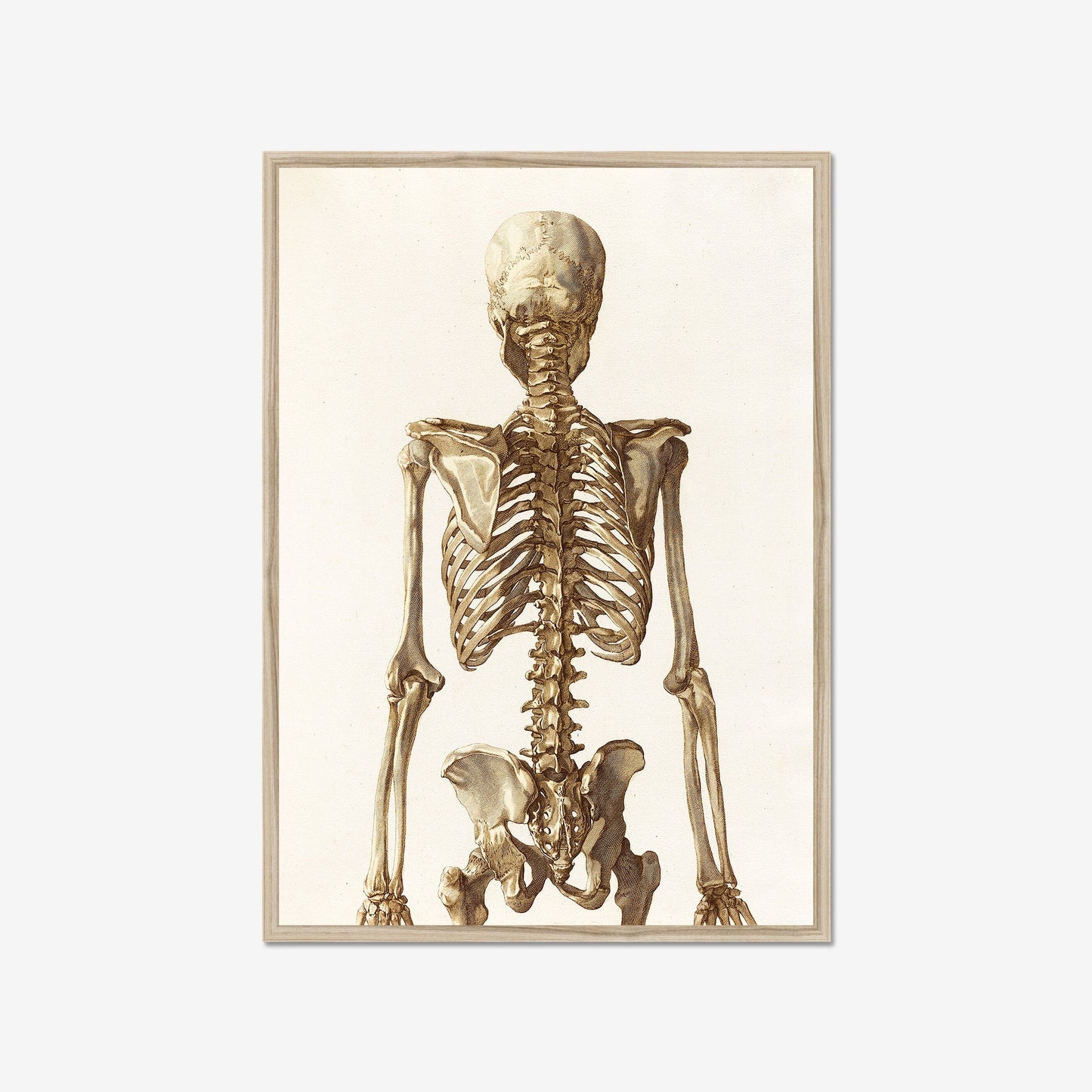 Skelett-Anatomie-Poster – Vintage-Medizindruck