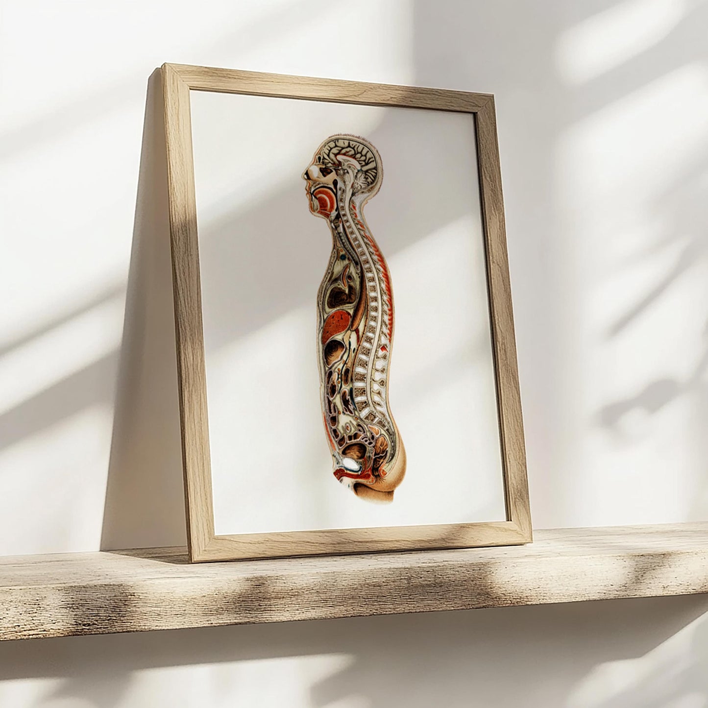 Anatomieposter – Medische Kunstprint van het Skelet
