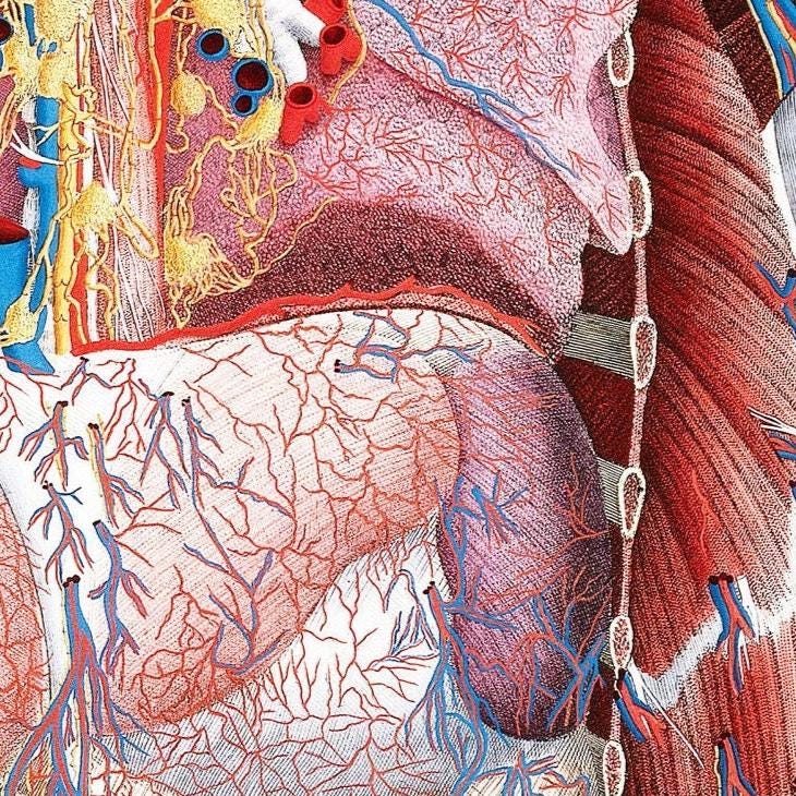 Thorax poster, anatomical print