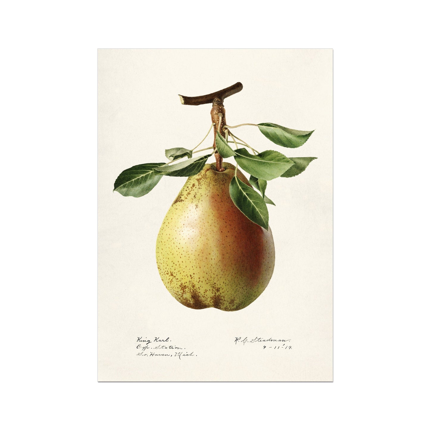 Pear Illustration 1887 – Vintage Fruit Art Print