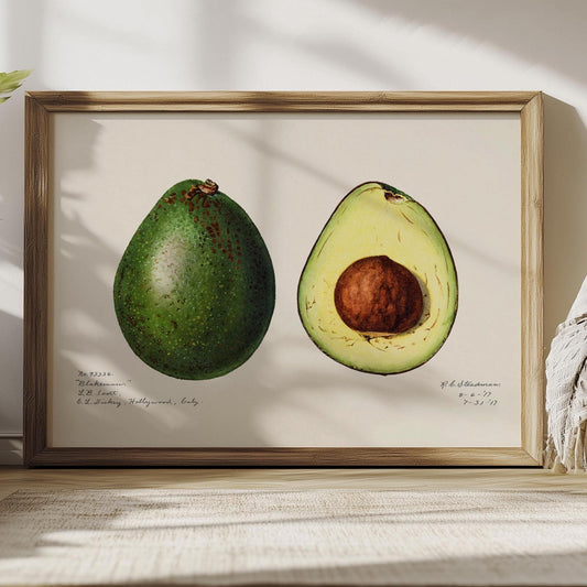 Avocado-Poster – Vintage-Botanischer Kunstdruck