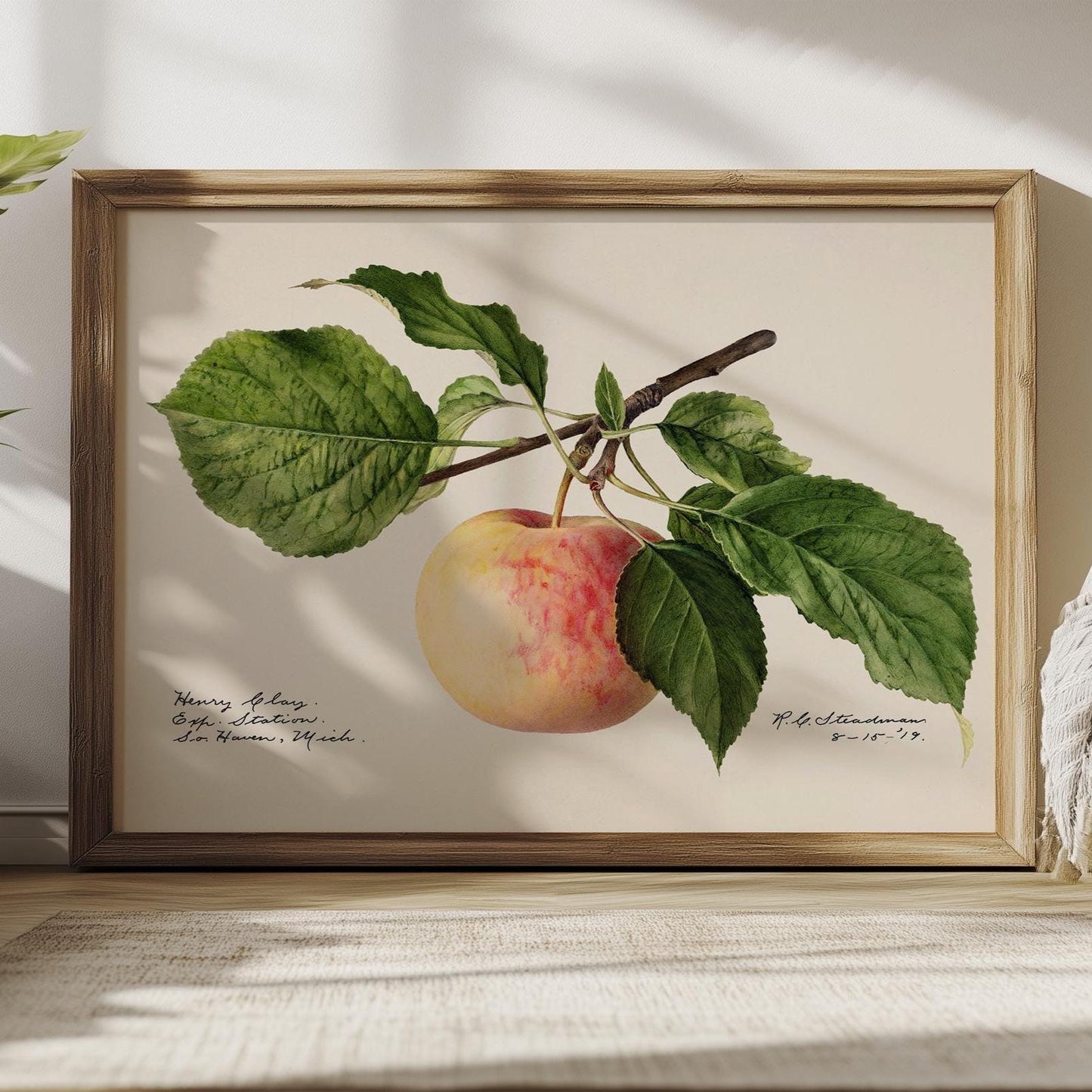 Apple poster – Vintage botanical print