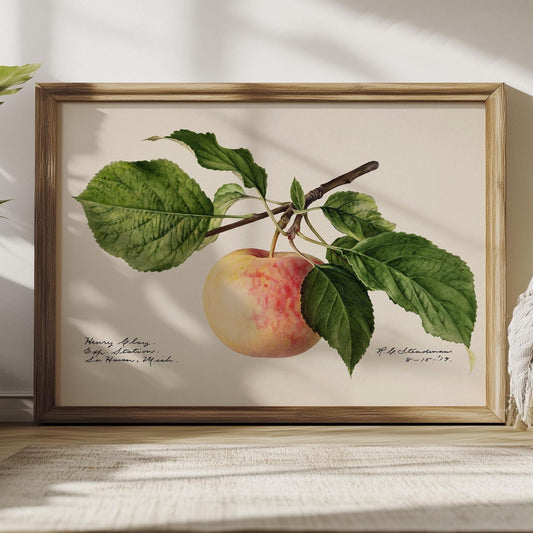 Apfel-Poster – Vintage-Botanikdruck