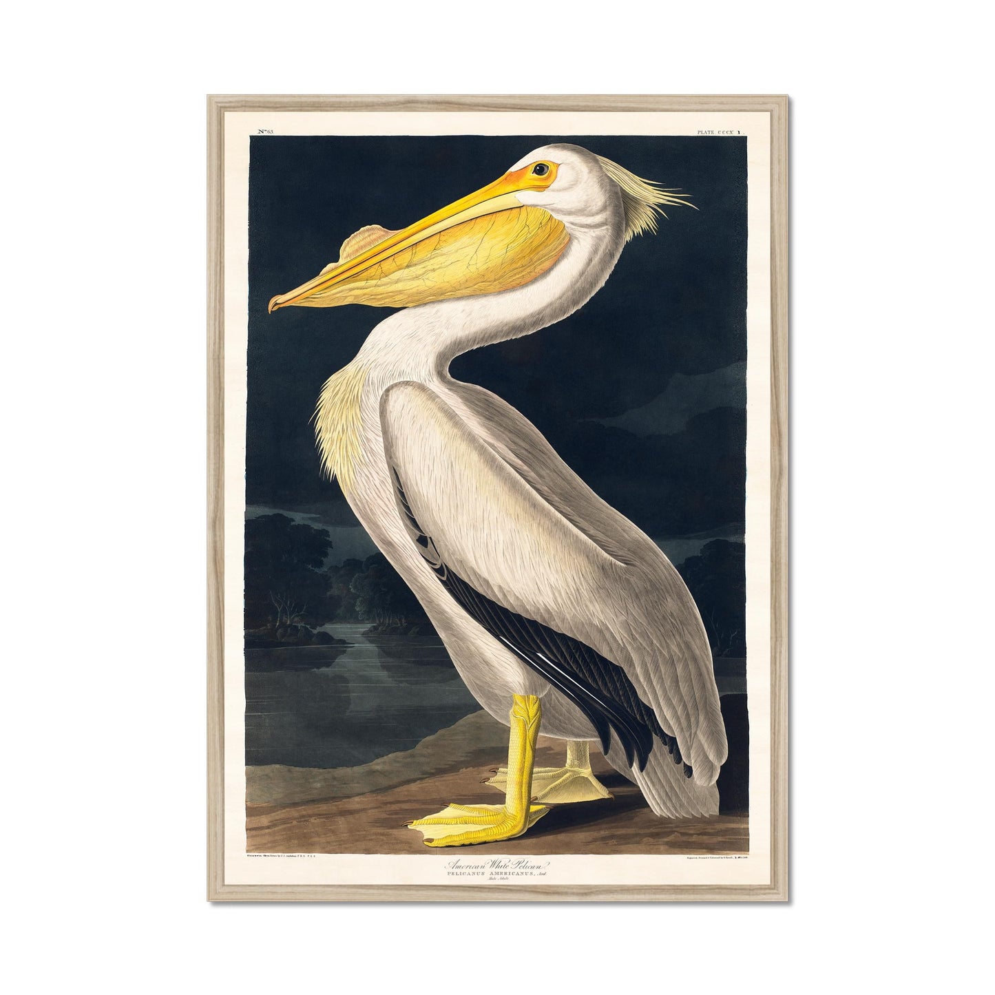 Pelikan Poster – Vögel von Amerika Vogel Illustration Amerika