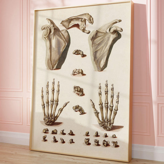 Orthopedic Hand Poster – Anatomical Illustration