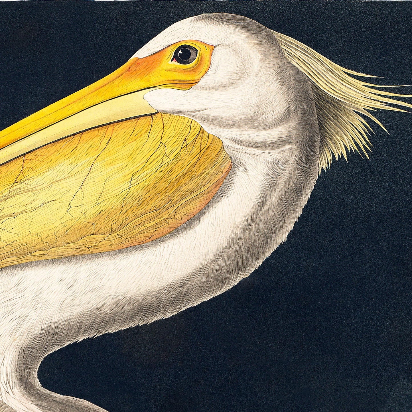 Pelikan Poster – Vögel von Amerika Vogel Illustration Amerika