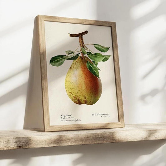 Pear Illustration 1887 – Vintage Fruit Art Print